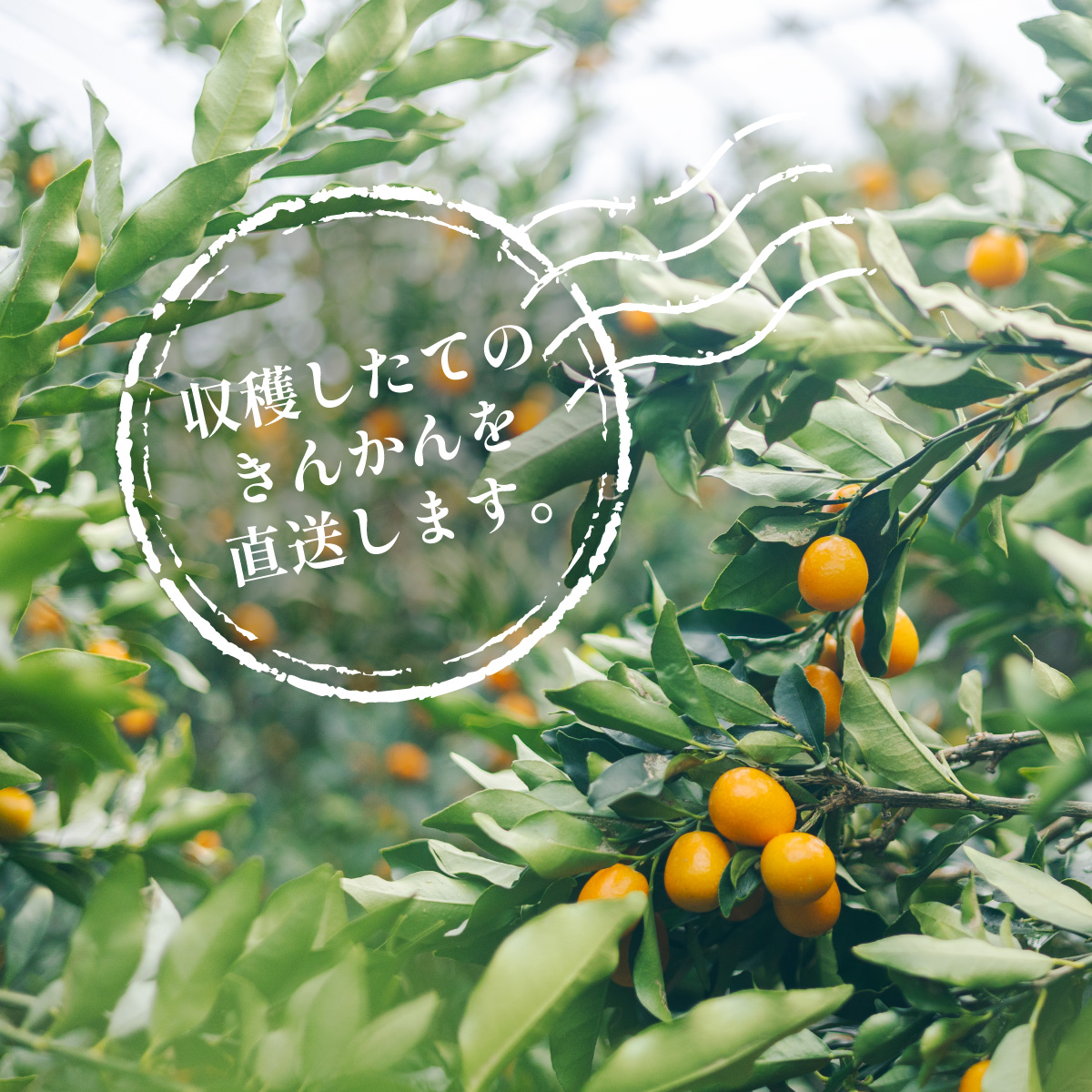 先行予約 きんかん 種なし 約2kg キンカン 種無し 金柑 たねなし 徳島 【2026年1月中旬以降順次発送】