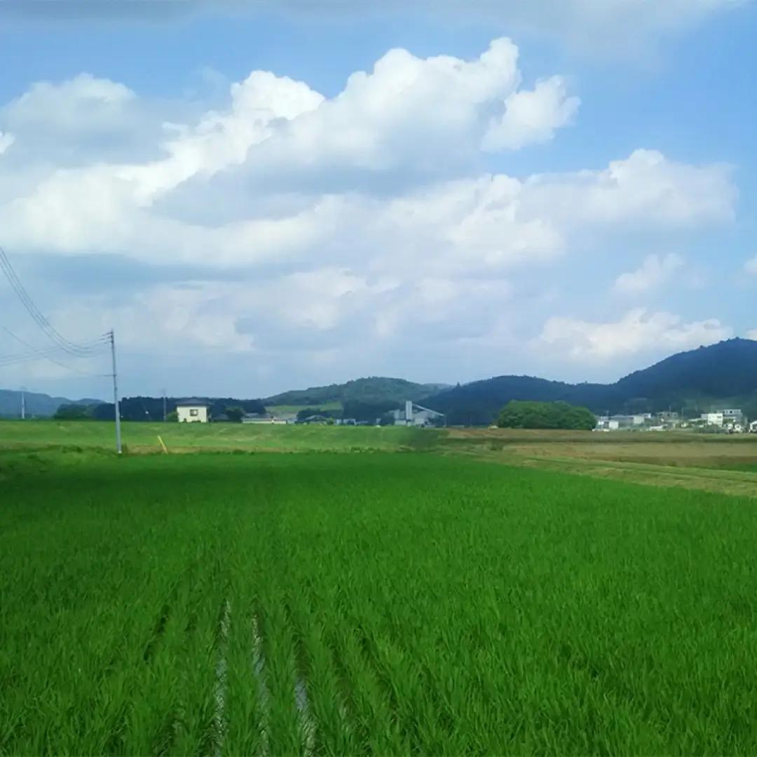 《 令和8年産 》 全6回 定期便 桜川市産 こしひかり 10kg × 6回 新米 先行予約 6ヶ月 茨城県 桜川市 米 お米 白米 コメ ごはん 精米 コシヒカリ 国産 限定 銘柄米 [SC064s