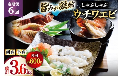 うちわえび エビ 海老 刺身 しゃぶしゃぶ 海鮮 6回 定期便 ウチワエビ刺身 約200g・ウチワエビ半身 約400g セット 総計3.6kg [ひばり 長崎県 平戸市 hr42bgy420030] 鍋 魚介 海産物 刺し身 冷凍 新鮮 国産 お取り寄せ