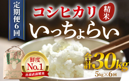 【先行予約】【令和7年産・新米】【一等米】《定期便6回》いっちょらい 精米 5kg × 6回（計30kg）／ 福井県産 ブランド米 コシヒカリ ご飯 白米 新鮮 大賞 受賞 新米 福井県あわら産【2025年10月上旬より順次発送予定】 [aw012-g002]