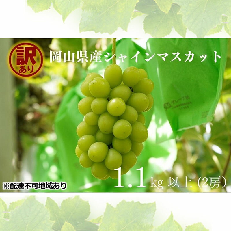 【ふるさと納税】訳あり シャインマスカット 2房 合計1.1kg以上 産地直送 朝採れ ぶどう 葡萄 シャイン マスカット 岡山 Kawahara Green Farm 岡山県産 2026年 先行予約　お届け：2026年9月1日〜2026年10月31日