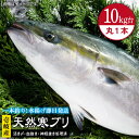 【ふるさと納税】壱岐島産天然寒ブリ（10キロ台・丸もの） 《壱岐市》【壱岐島　玄海屋】[JBS028] ぶり 寒ぶり ブリ 魚 刺身 しゃぶしゃぶ 122000 122000円 のし プレゼント ギフト 冷蔵配送