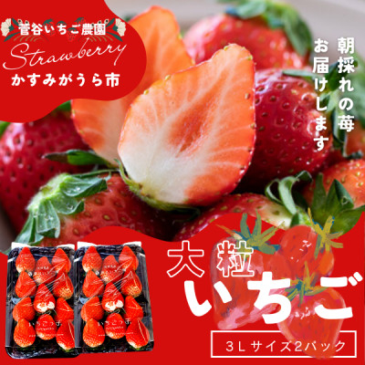 
            菅谷いちご園の完熟いちご『いちごっ子』 3Lサイズ 11粒×2パック【1484628】
          