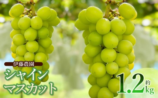 【令和8年産先行予約】 シャインマスカット　約1.2kg (2房) 山形県鶴岡市　伊藤農園