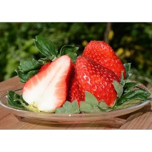 奈良で生まれた艶やかないちご　古都華　2パック_果物・フルーツ いちご  イチゴ 苺_【配送不可地域：離島】【1072515】