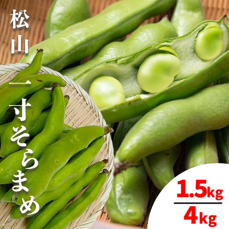 【ふるさと納税】 【4月下旬から発送】 期間限定 そらまめ 1.5kg または 4kg 松山一寸 （そら豆 空豆 ソラマメ 春野菜 愛媛県 松山市 フジ・アクリフーズ）