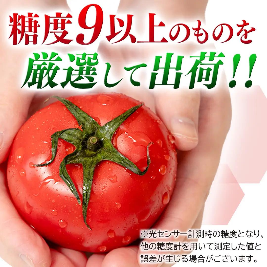 《 2027年 収穫分 》3～4月配送 スーパーフルーツトマト てるて姫 中箱 約1.2kg × 1箱 【12〜15玉/1箱】 糖度9度以上 定期便 先行予約 フルーツトマト ブランドトマト 野菜 ギ