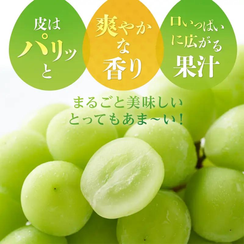 ぶどう 2026年 先行予約 岡山 名産  晴王 シャイン マスカット たっぷり2kg！ 岡山県産 シャインマスカット