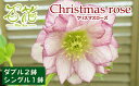 【ふるさと納税】 クリスマスローズ セット 3鉢 苗 花苗 鉢植え ポット フラワー ギフト 花 お花 専門店 おまかせ 二重咲 八重咲 園芸 ガーデニング 屋内 屋外 庭 玄関 リビング 多年草 宿根草 育てやすい 植物 栽培 お祝い プレゼント 百花 -MoKa- 岩手県 滝沢市 送料無料