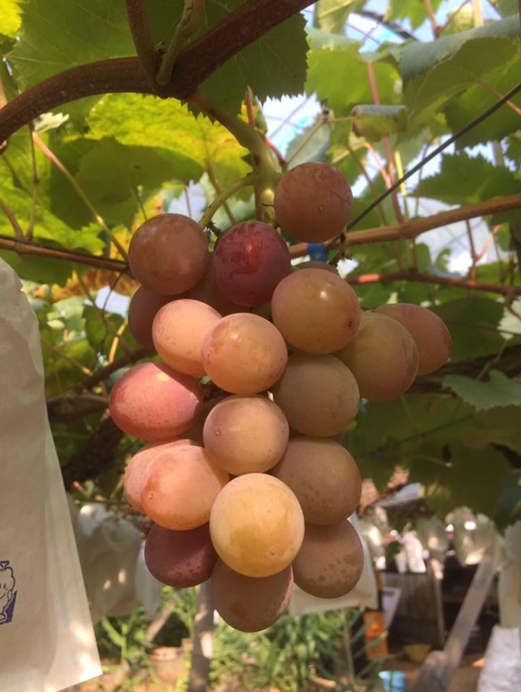 紅瑞宝 べにずいほう 約1kg 2〜3房 河野ぶどう園【2026年8月中旬〜9月中旬頃順次発送予定】