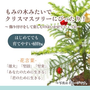 【D0-008】緑の匠が選んだ観葉植物 素敵な空間づくりに アローカリア 8号
