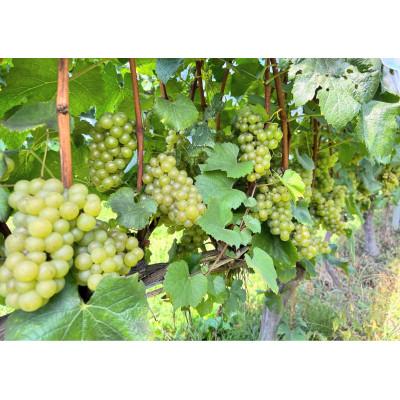 ふるさと納税 高山村 高山村シャルドネ　2022 |  | 03