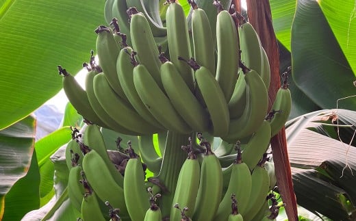 人吉市産 バナナ（約1.3～1.5kg） 果物 くだもの フルーツ ばなな トロピカルフルーツ 南国フルーツ 朝食 おやつ スムージー 国産バナナ 国産フルーツ 国産 熊本県 人吉市 常温