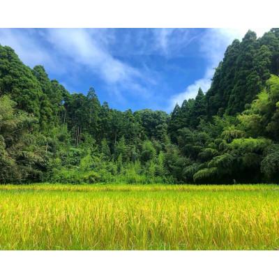 ふるさと納税 大網白里市 【毎月定期便】2年連続特A評価!千葉県産コシヒカリ 精米 5kg(5kg×1袋)全3回 |  | 02