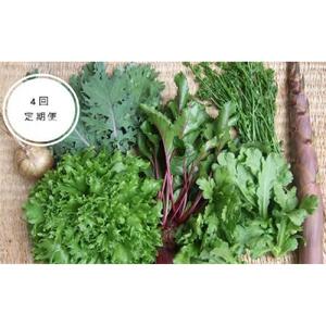 野菜［2026年先行予約 4回定期便］ 旬の固定種野菜 バイオダイナミック農業  7品目前後（11月～2月のお届け）常温配送