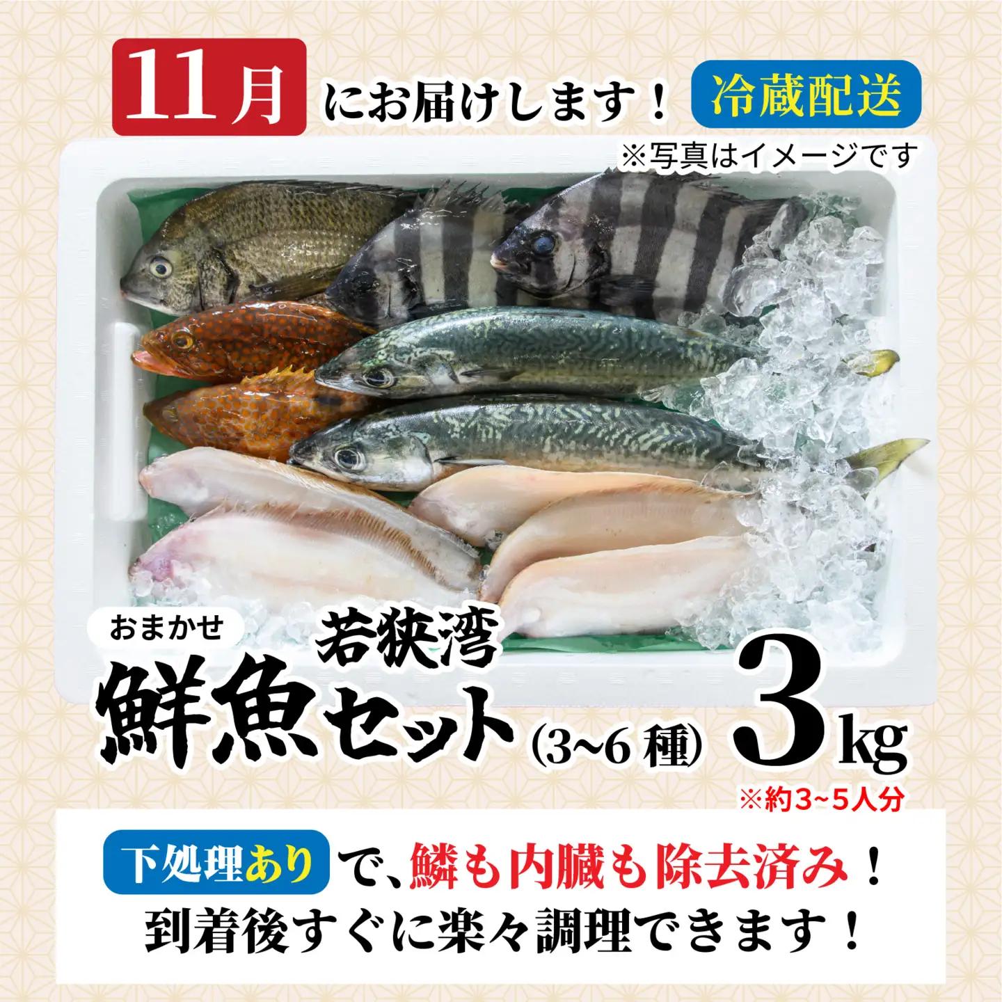 若狭湾鮮魚セット（下処理あり）おまかせ3kg以上（3～6魚種）【11月配送】  