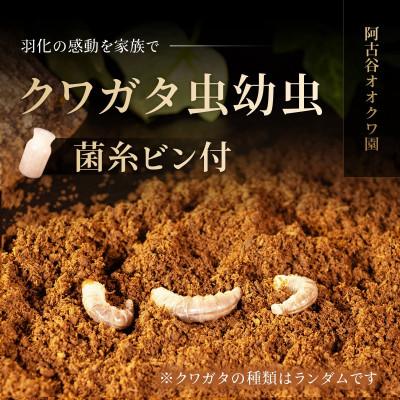 ふるさと納税 猪名川町 クワガタ虫(幼虫2種・各3匹)菌糸ビン付