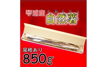 【先行予約】自然薯 850g 鳥取県琴浦町産 【11月中旬発送開始】