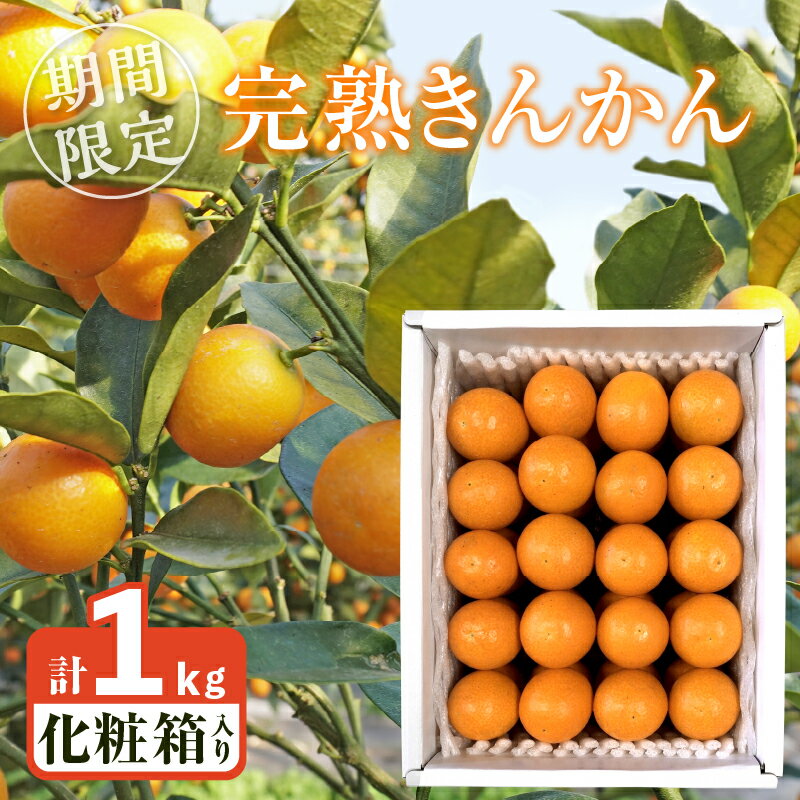 【ふるさと納税】数量限定 完熟きんかん 計1kg 化粧箱入り フルーツ 果物 くだもの 金柑 柑橘 国産 期間限定 2025年 デザート おやつ 贈答 贈り物 ギフト プレゼント 手土産 ご褒美 ジャム 甘露煮 サラダ 和え物 おすそ分け 産地直送 宮崎県 都農町 送料無料