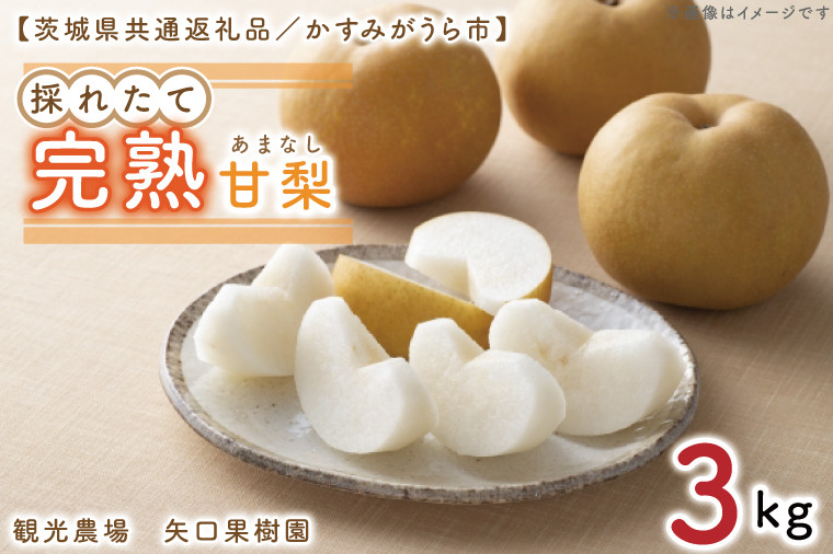 
            【8月中旬より発送】【数量限定】採れたて完熟甘梨（なし）約3kg【茨城県共通返礼品／かすみがうら市】【茨城県 水戸市 ふるさと納税 果物 くだもの フルーツ 梨 ナシ なし 採れたて 新鮮 完熟 期間限定 共通返礼品】（FW-11）
          