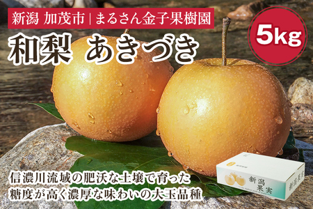 【2026年先行予約】【贈答用】和梨 あきづき 5kg（8～12玉）《9月中旬から順次発送》 果物 なし 梨 フルーツ 新鮮 新潟のフルーツ産地 加茂市 まるさん金子果樹園 梨