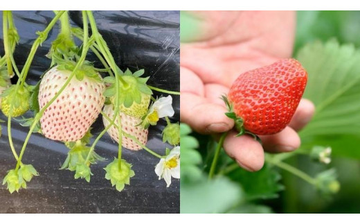 《 2027年 収穫分 》 朝摘み 紅白いちご 約260g×2パック (茨城県共通返礼品 常陸太田市) 先行予約 檜山いちご園 国産 朝採り 朝採れ 大粒 いちご イチゴ 苺 くだもの 果物 フルーツ