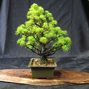 赤石の泉 赤石五葉松（鉢植え） E-27