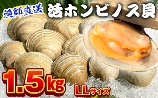 漁師直送！活ホンビノス貝1.5kg（LLサイズ）　ホンビノス 貝 白はまぐり 大あさり 浜焼き BBQ バーベキュー アウトドア キャンプ 漁師直送 産地直送 魚介類 海鮮 貝 シーフード クラムチャウダー スープ パスタ 天ぷら 酒蒸し 千葉県