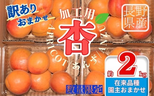 【2026年先行予約】訳あり あんず おまかせ加工用 計約2kg| 杏子 アプリコット 信州 長野県 千曲市
