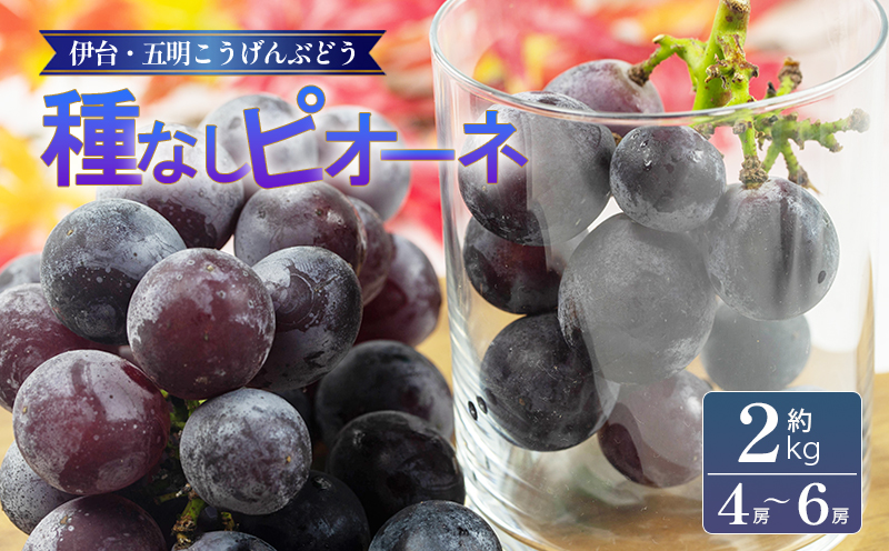種なしピオーネ 約2kg 【2026年8月下旬頃から順次発送】    | ピオーネ ぶどう ブドウ フルーツ 果物 くだもの 冷蔵 期間限定 伊台五明こうげんぶどう 愛媛県 松山市 ベジろう 送料無料