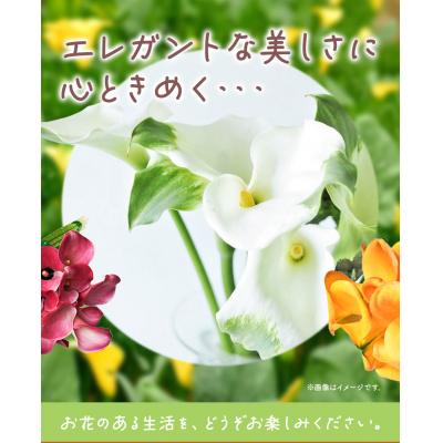 ふるさと納税 当別町 カラー切花20本入り(2〜3品種　計20本) |  | 03