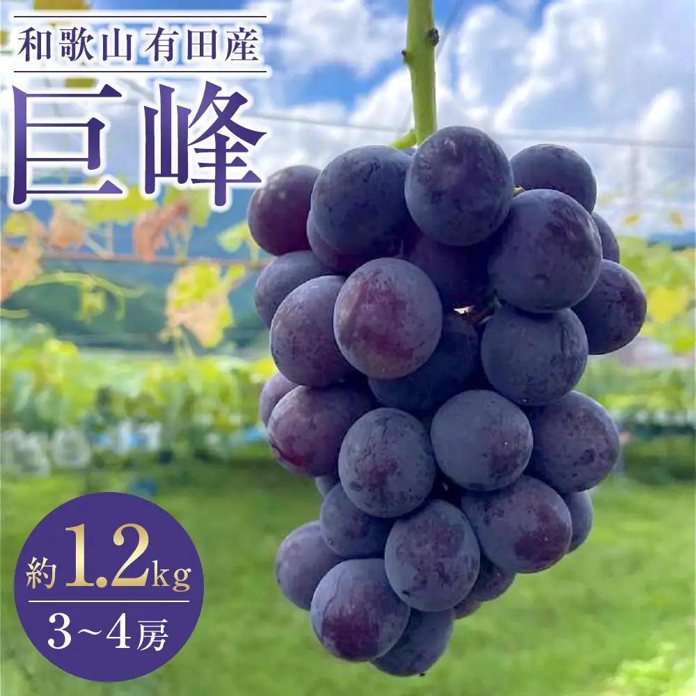 有田産 巨峰 1.2kg 3~4房 フルーツ 巨峰 ［2026年8月下旬以降発送］ 先行予約 和歌山 