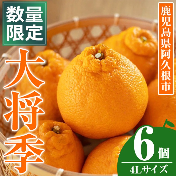 ＜先行予約受付中！2026年1月中旬以降順次発送予定＞数量限定！大将季 (6個・4Lサイズ) 柑橘 フルーツ 果物 国産 みかん 期間限定 不知火 しらぬい シラヌイ ミカン【株式会社イロドリ】akn069-12