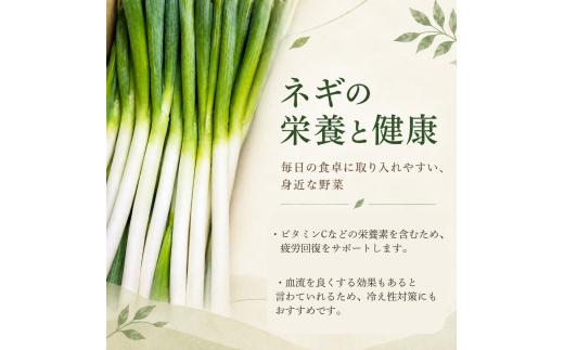 雫石町産 長ねぎ 約5kg 【宮ノ杜SASADA農園】 長ネギ 長葱 ねぎ ネギ 葱 白ねぎ 白ネギ 白葱 新鮮 野菜 生野菜 やさい 人気野菜 国産 産地直送 農家直送 人気 おすすめ 5キロ ５k