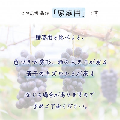【2026年先行受付】岡山　花笑み農園の『BKシードレス』家庭用　約2kg(3〜6房)　B-2家【配送不可地域：離島・北海道・沖縄県】【1626804】