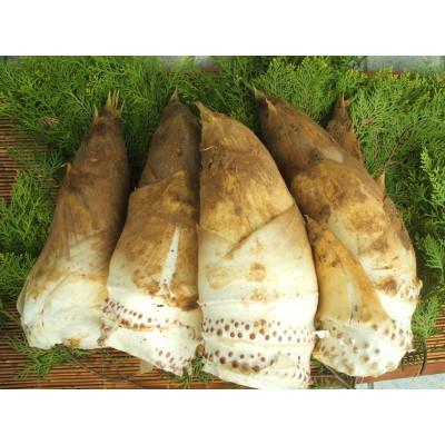 ふるさと納税 長岡京市 【京のブランド野菜】朝掘り生たけのこ　3kg