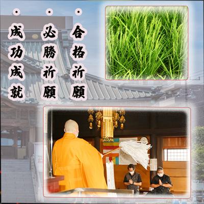 ふるさと納税 川越市 彩のきずな　10kg |  | 03