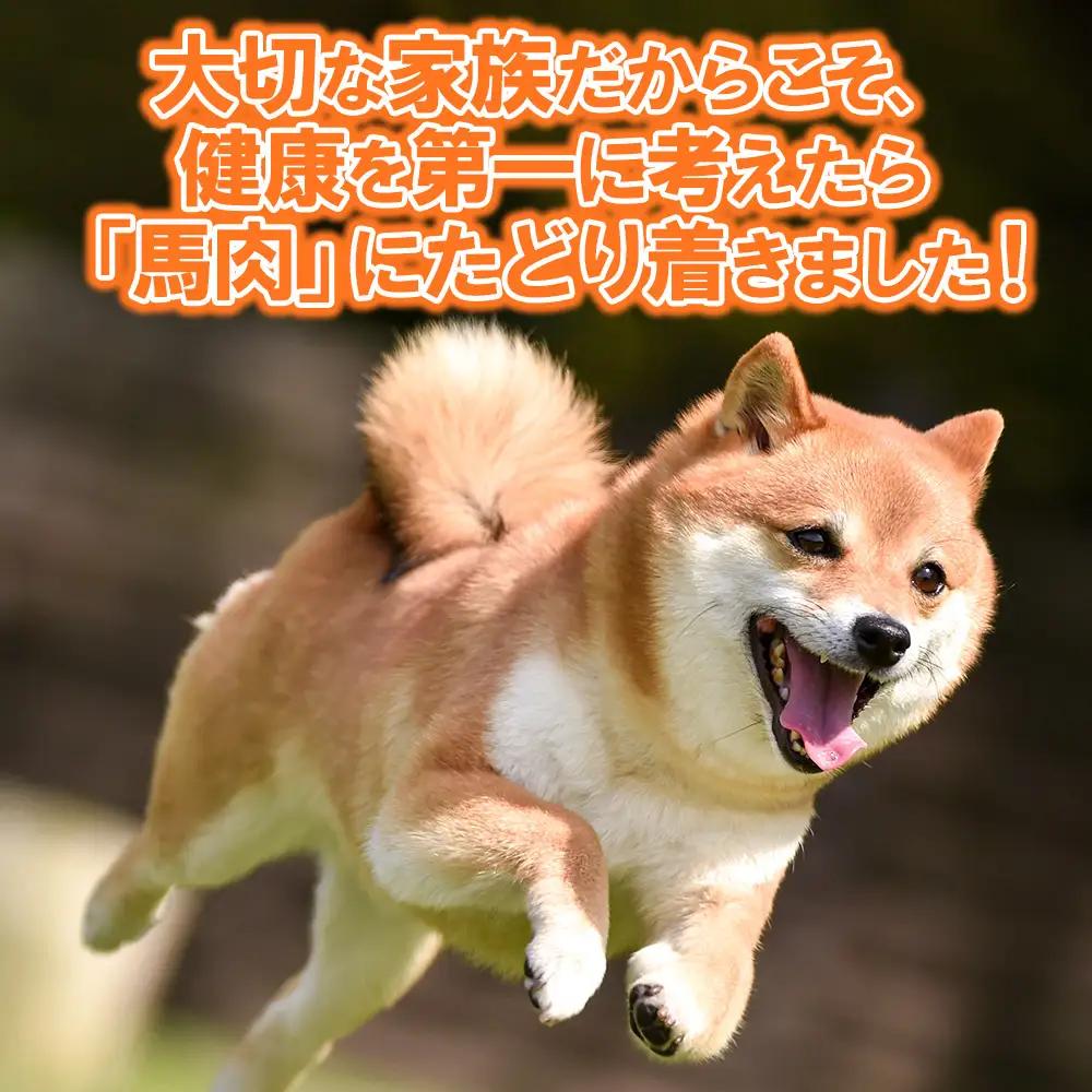 【定期便2回】ペット用馬刺しジャーキー100g