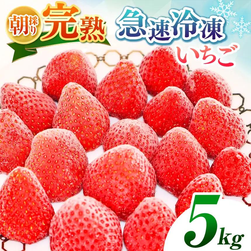 完熟・急速 冷凍いちご 5kg イチゴ| 渡邉いちご園