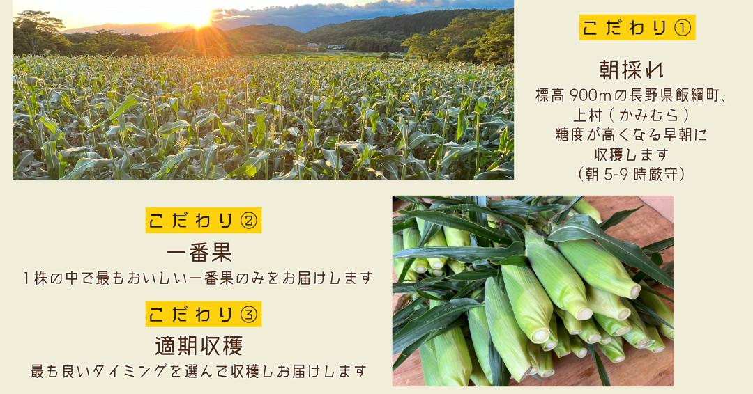 【 冷蔵 クール 】 朝採り トウモロコシ 熊さんのごちそうコーン 20本 ～ 22本 品種 ゴールドラッシュ TAMAI WINE 配送先は本州限定 2025年8月上旬頃から2025年8月下旬頃まで