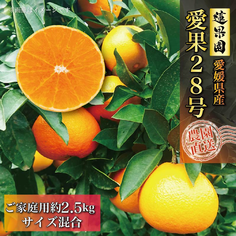 【ふるさと納税】 【先行予約】 あいか 訳あり ご家庭用 2.5kg 愛果28号 【11月中旬から発送】 |みかん まどんな 訳あり 柑橘 みかん 果物 くだもの フルーツ おすすめ 高級 人気 お取り寄せ グルメ ギフト 期間 数量 限定 ご当地 愛媛県 松山市 蓮果園