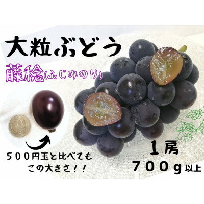 【ふるさと納税】【2025年先行予約】大粒希少品種　藤稔1房700g以上!　【配送不可地域：離島】【1566428】