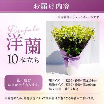 ふるさと納税 糸島市 【ギフトに】デンファレ(洋蘭)10本立ち 糸島市/和饗エコファーム株式会社 [AVI001] |  | 01