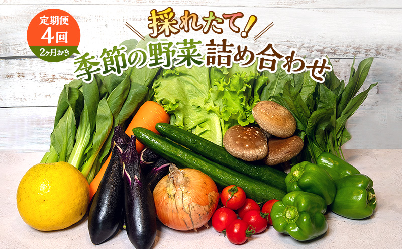 とれたて 野菜 パック 定期便 4回 2ヶ月おき 季節の野菜 セット 詰め合わせ 8品前後 野菜セット 野菜詰め合わせ ジャガイモ 人参 大根 小松菜 白ネギ グリーンリーフ チンゲン菜 椎茸 トマト 水菜 葉ネギ 人気 厳選 静岡県 