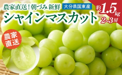 【先行予約】 農家直送！ 新鮮！ 朝づみ シャインマスカット 約1.5kg 令和7年産 フルーツ 果物 贈答 大分県産 採れたて_2537R