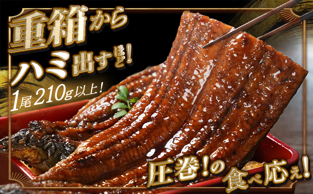 宮崎県育ちの【特大】うなぎ蒲焼2尾420g以上≪山椒・たれ付≫_18-M301