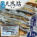 【ふるさと納税】【世界農業遺産】清流長良川 天然鮎(冷凍) 1kg 10月〜12月申込 産地直送 新鮮 あゆ 岐阜市/SONAMU[ANEX004]