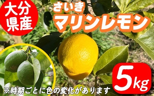 ＜先行予約受付中！2025年9月下旬より順次発送予定＞ さいき マリンレモン 5kg 柑橘 レモン 国産 れもん 檸檬 果物 くだもの 果実 フルーツ 大分県 佐伯市【DD09】【JAおおいた 県南柑橘選果場】