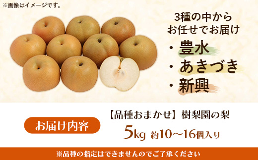 ＜品種おまかせ＞季節の梨 約5kg(10～16玉入り) 豊水 秋月 新興【梨 なし ナシ ほうすい あきづき しんこう フルーツ 果物 果実 旬 贈答 ギフト おすすめ 人気 おまかせ 福岡県 筑前町 送料無料 AK003】【価格改定X】