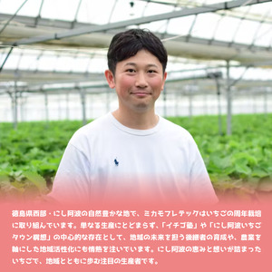 いちご 1,300g 2L以上 恋みのり 【いちご】